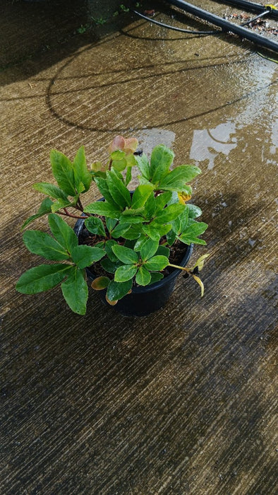 Helleborus niger