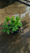 Helleborus niger