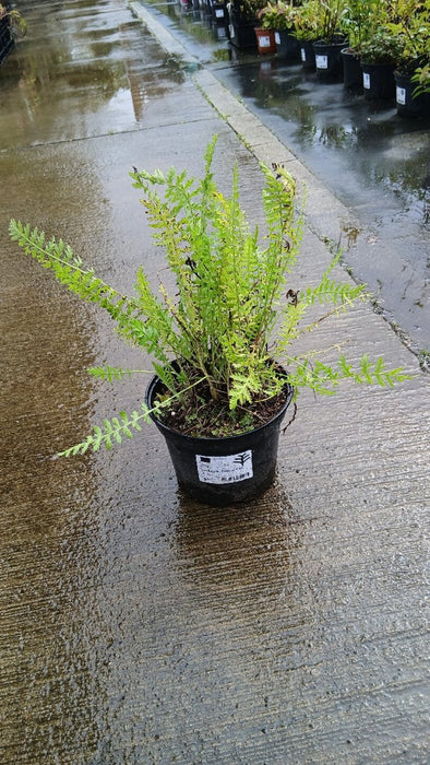 Achillea fil. 'Cloth of Gold'