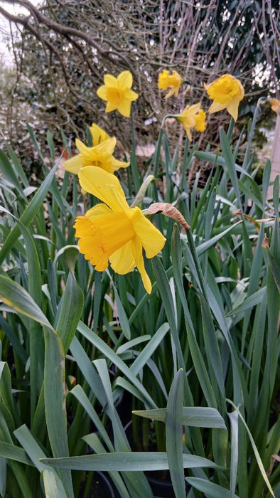 Narcissus Golden Trumpet
