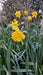 Narcissus Golden Trumpet