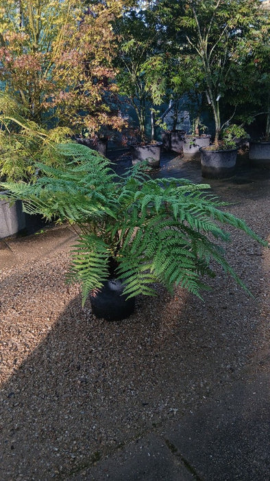 Dicksonia antarctica