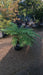 Dicksonia antarctica