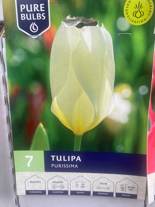 Tulipa Purissima