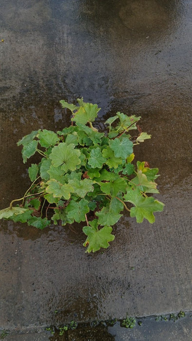 Alchemilla mollis