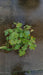 Alchemilla mollis