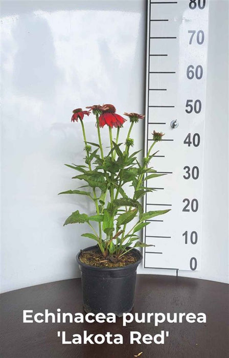 Echinacea purpurea