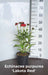 Echinacea purpurea