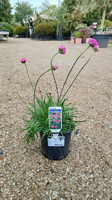 Armeria mar. 'Splendens'
