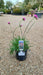 Armeria mar. 'Splendens'