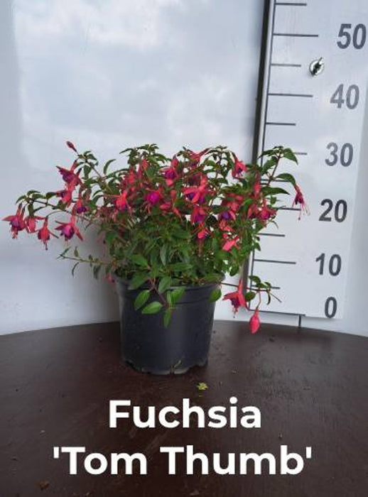 Fuchsia 'Tom Thumb'