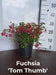 Fuchsia 'Tom Thumb'