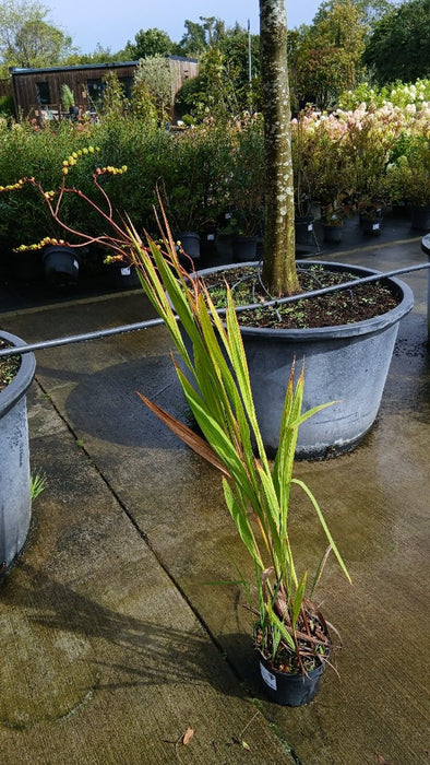 Crocosmia 'Lucifer'