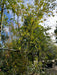 Betula nigra