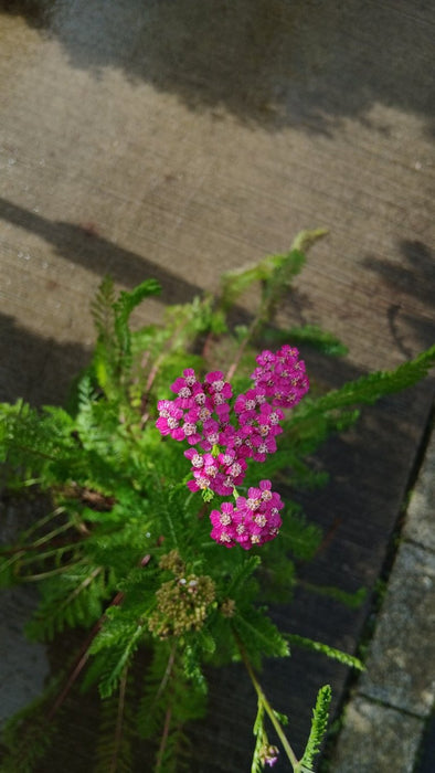 Achillea m. 'Cerise Queen'