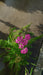 Achillea m. 'Cerise Queen'