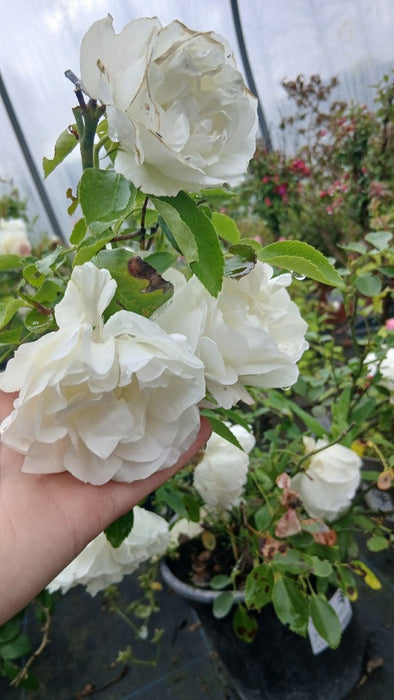 Rosa (H) White Meidilland