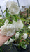 Rosa (H) White Meidilland