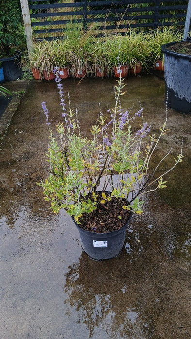 Perovskia 'Blue Spire'