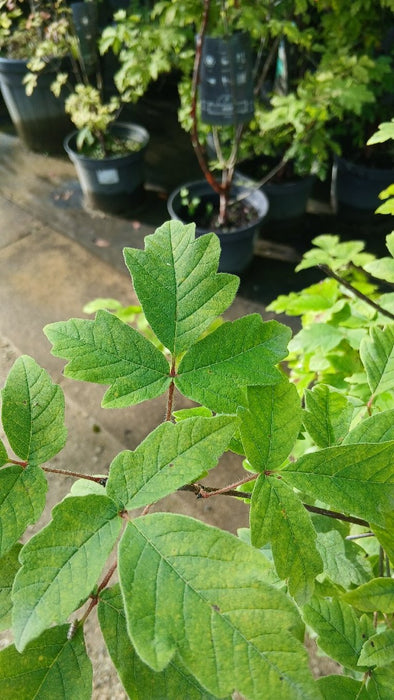 Acer griseum