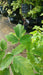 Acer griseum