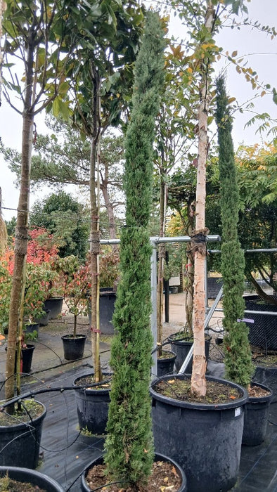 Cupressus semp. 'Pyramidalis'