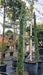 Cupressus semp. 'Pyramidalis'