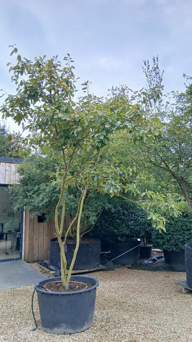 Amelanchier lamarckii