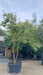 Amelanchier lamarckii