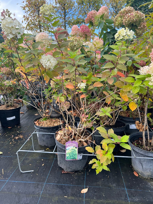 Hydrangea pan. 'Limelight'
