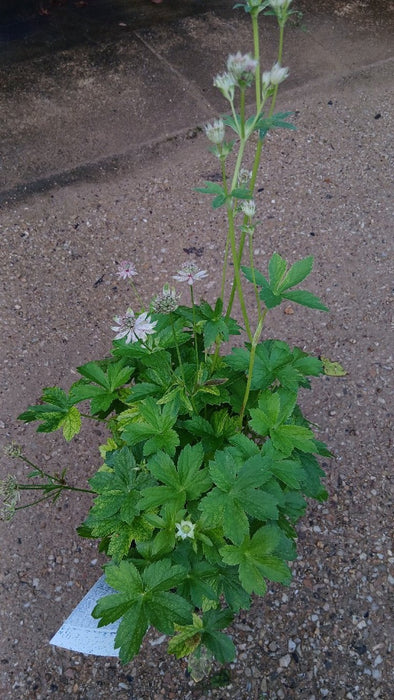 Astrantia maj. 'Florence'