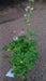 Astrantia maj. 'Florence'
