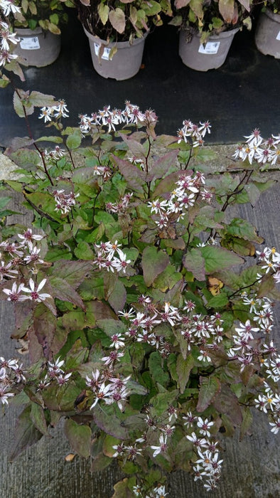 Aster divaricatus
