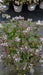 Aster divaricatus
