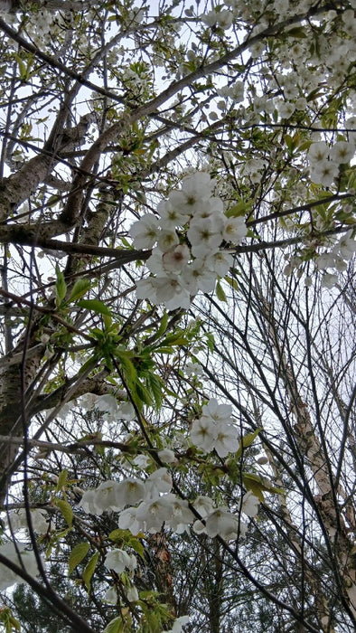 Prunus ser. 'Shirotae'