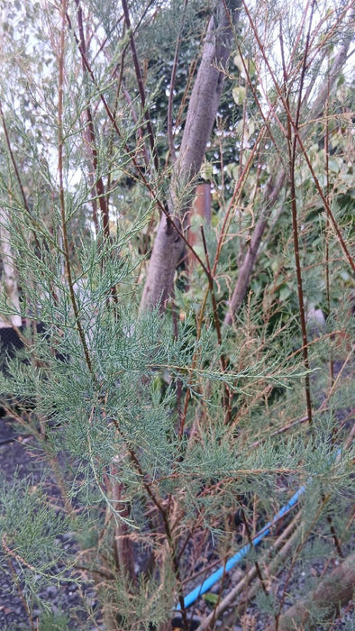 Tamarix africana