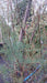 Tamarix africana