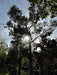 Pinus pinea