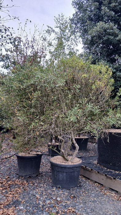 Phillyrea angustifolia