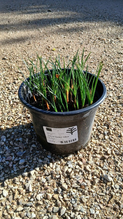 Crocus Golden Yellow