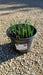 Crocus Golden Yellow