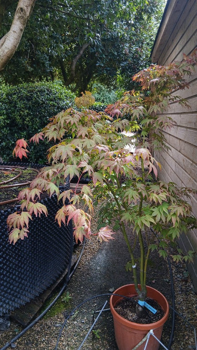 Acer pal. 'Osakazuki'