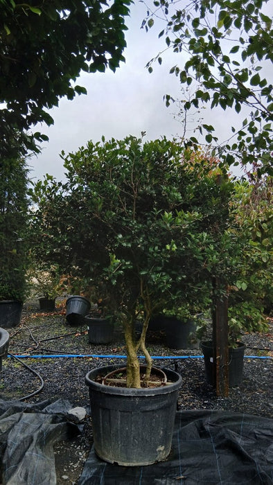Osmanthus heterophyllus