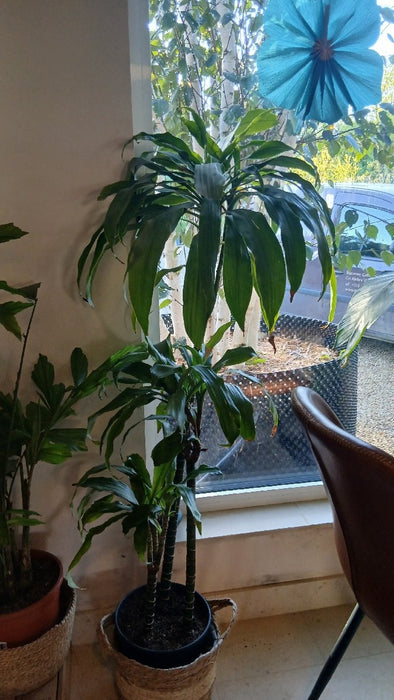 Dracaena fra Janet Craig