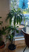Dracaena fra Janet Craig