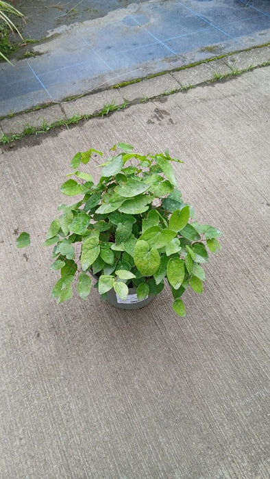 Epimedium y. 'Niveum'