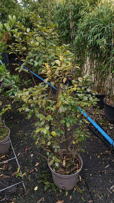 Ilex meserv. Blue Maid
