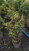 Ilex meserv. Blue Maid