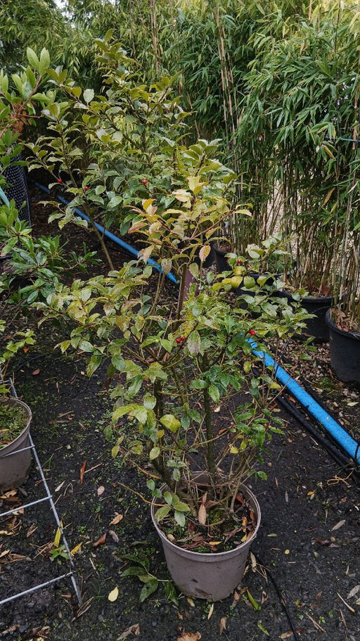 Ilex meserv. Blue Maid