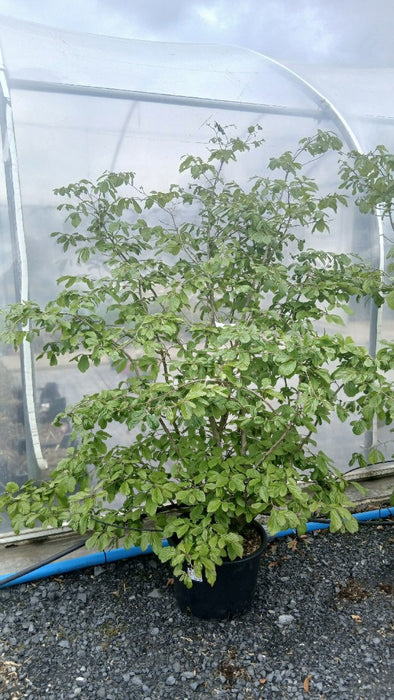 Parrotia persica